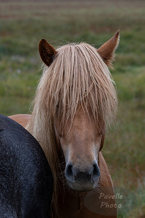 Icelandic Horses
