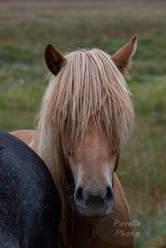Icelandic Horses