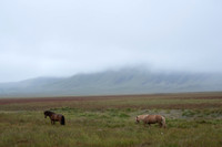 Icelandic Horses