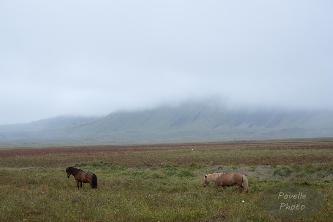 Icelandic Horses