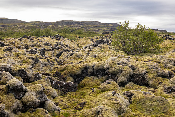 Lava Field