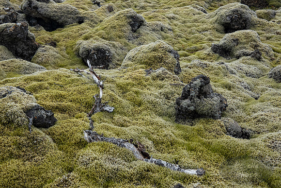 Lava Field