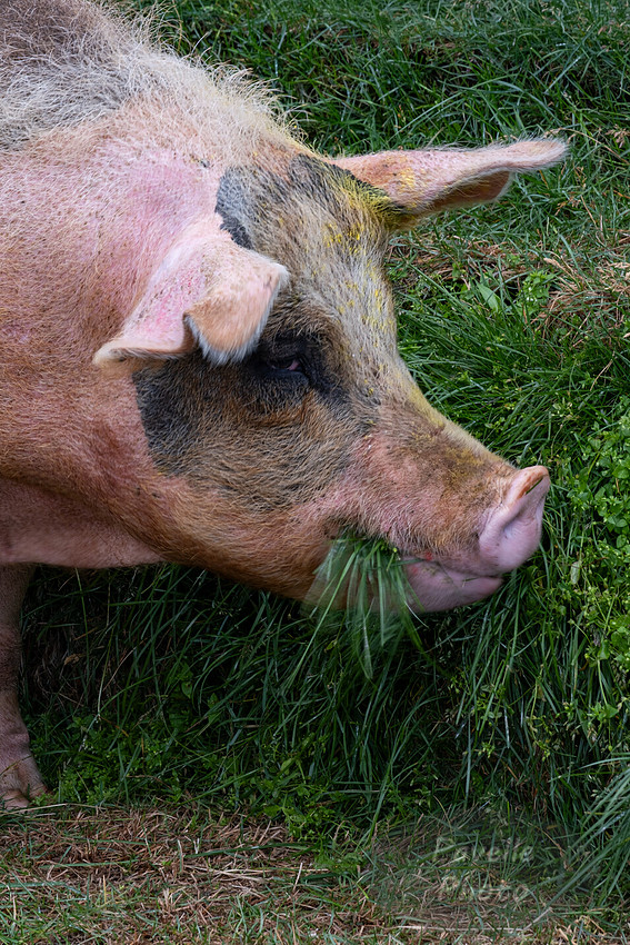 Pig