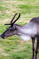 Reindeer
