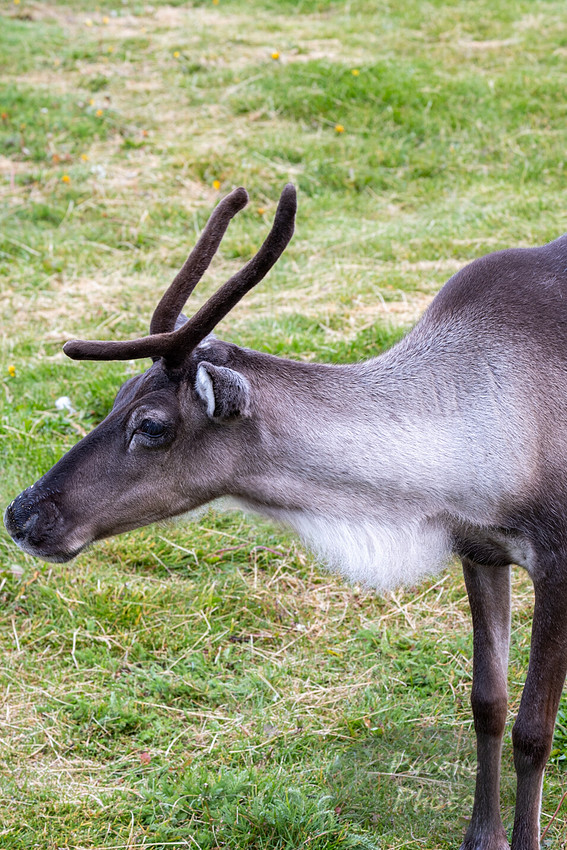 Reindeer