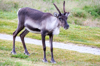 Reindeer