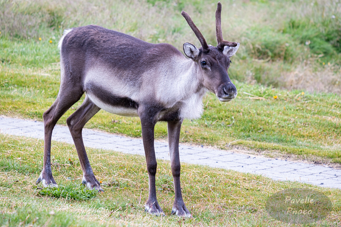 Reindeer