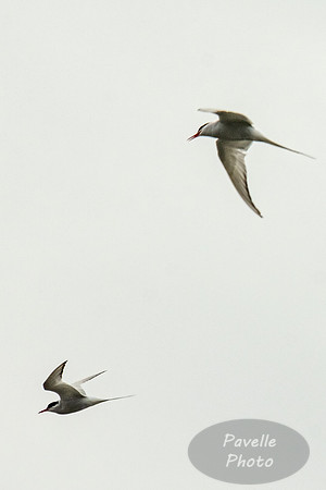 Arctic Tern