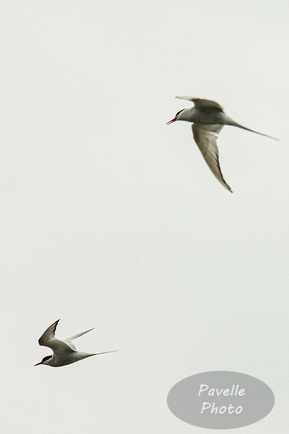 Arctic Tern