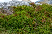 Moss