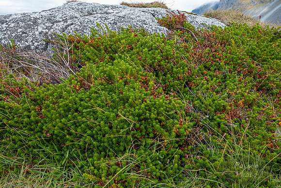 Moss