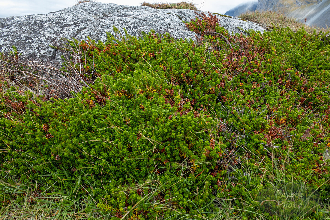 Moss
