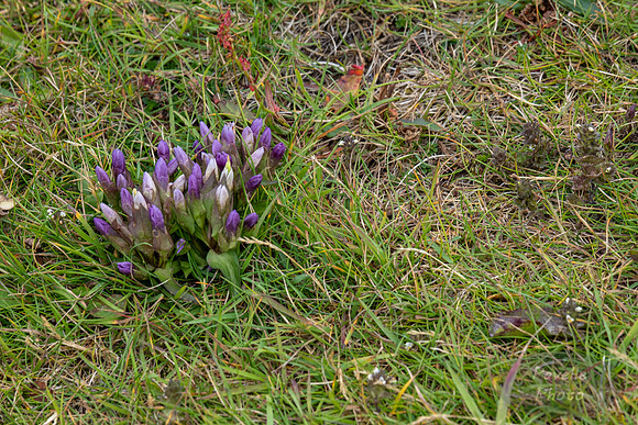 Nootka Lupine
