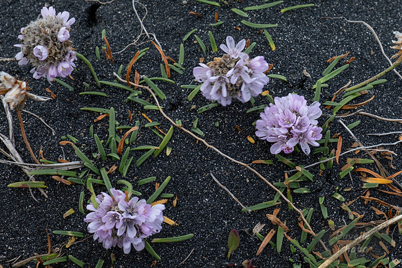 Arctic Thyme