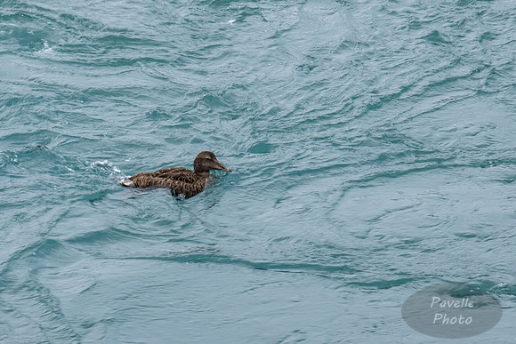Common Eider