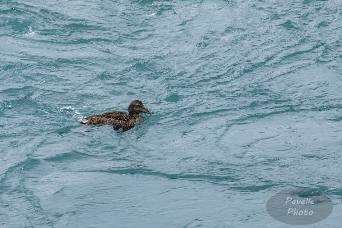 Common Eider