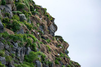 Puffins