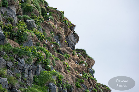 Puffins