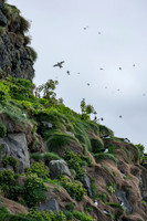 Puffins