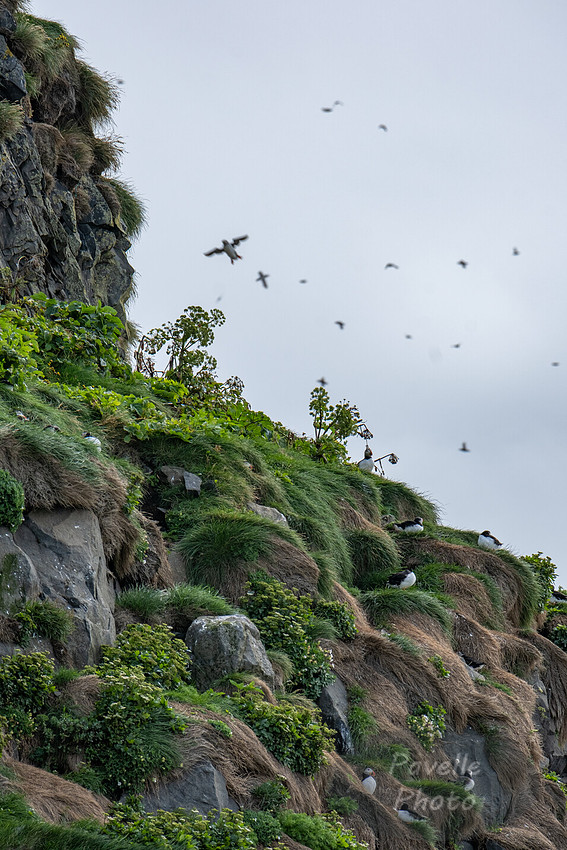 Puffins