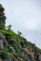 Puffins