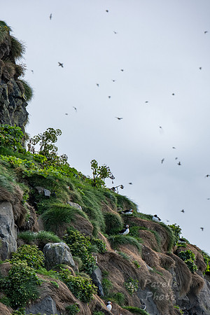 Puffins