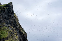 Puffins