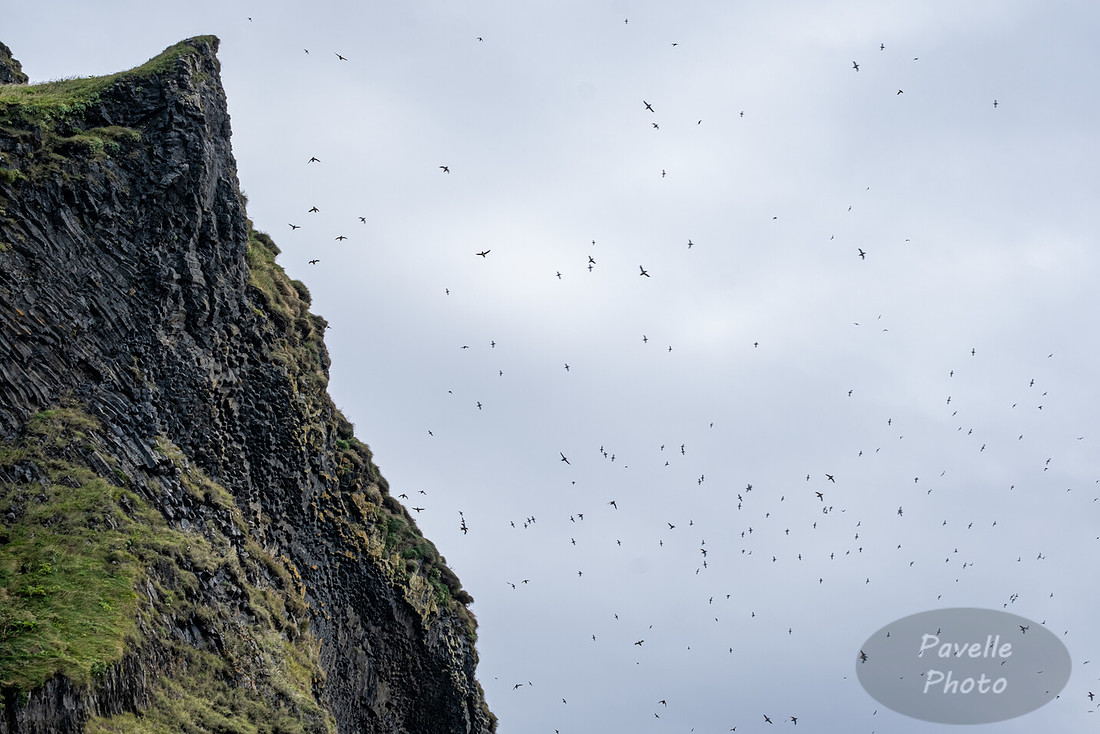 Puffins