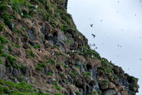 Puffins