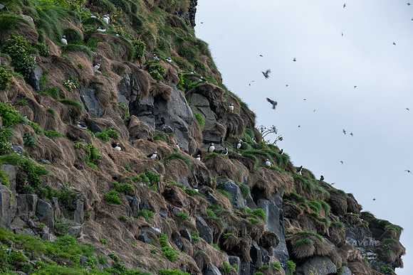 Puffins