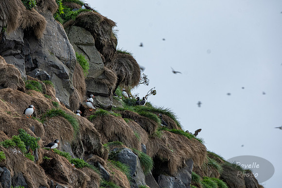 Puffins