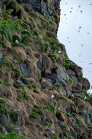 Puffins
