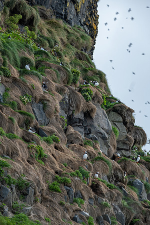 Puffins