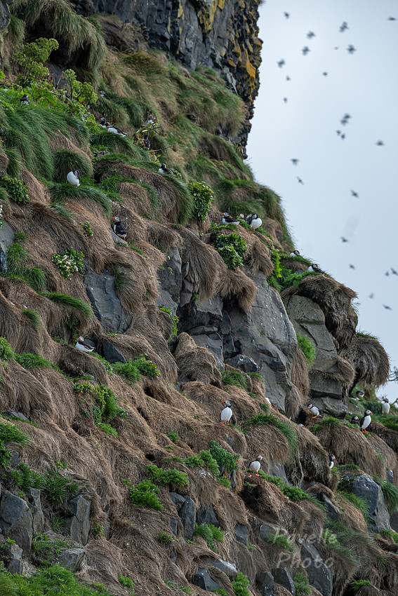 Puffins