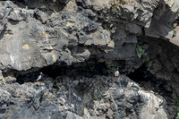Puffins