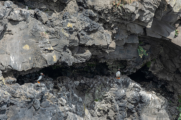 Puffins