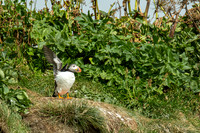 Puffins