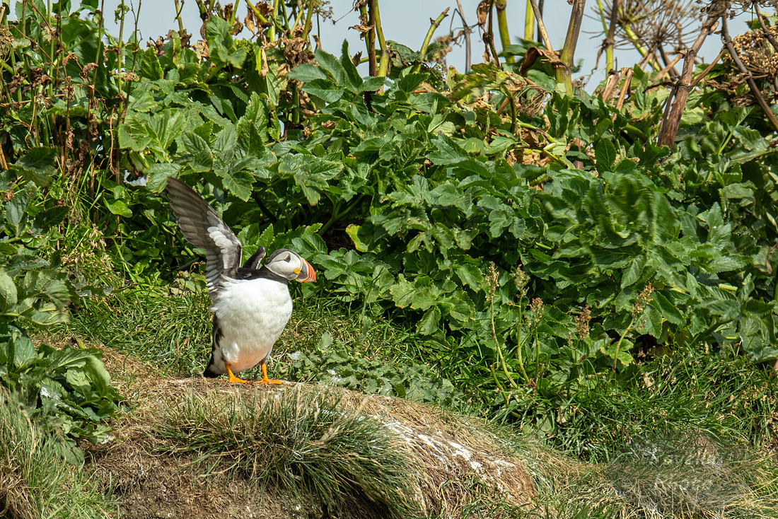 Puffins