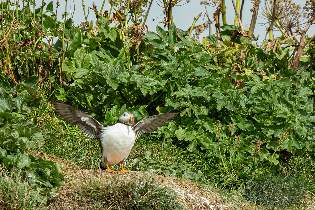 Puffins