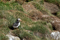 Puffins