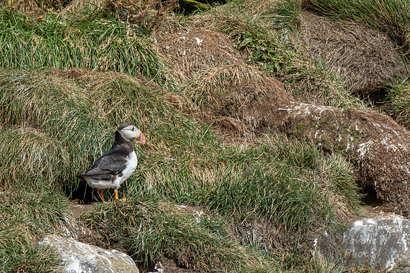 Puffins