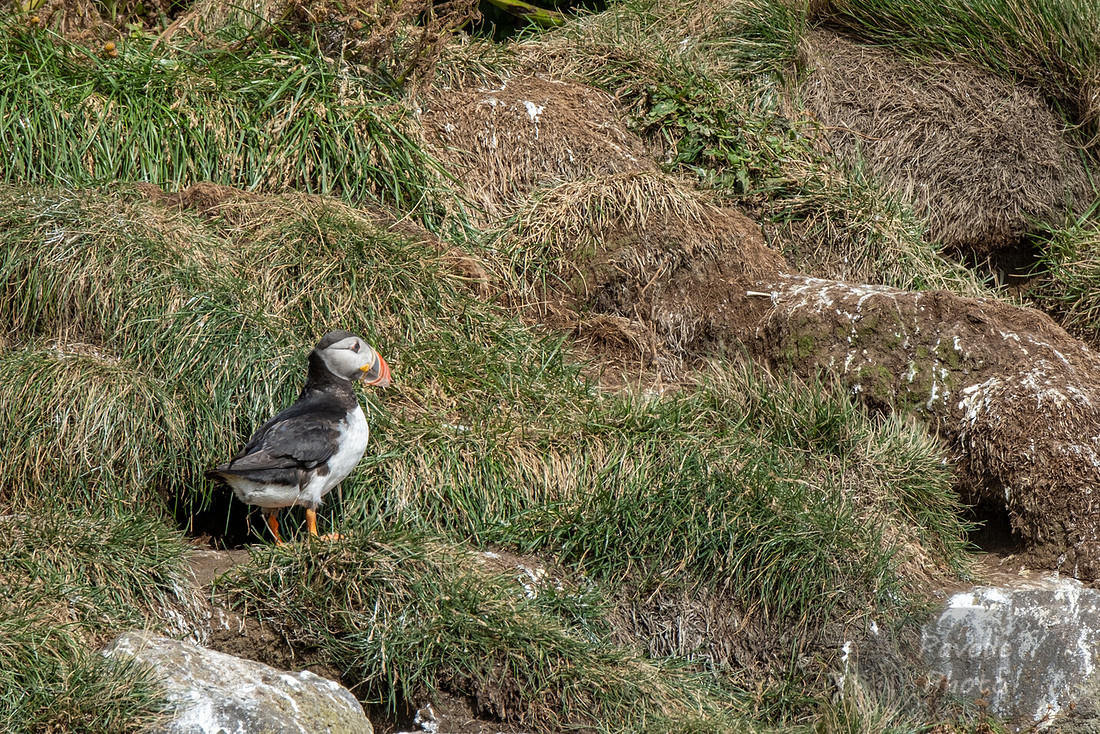 Puffins