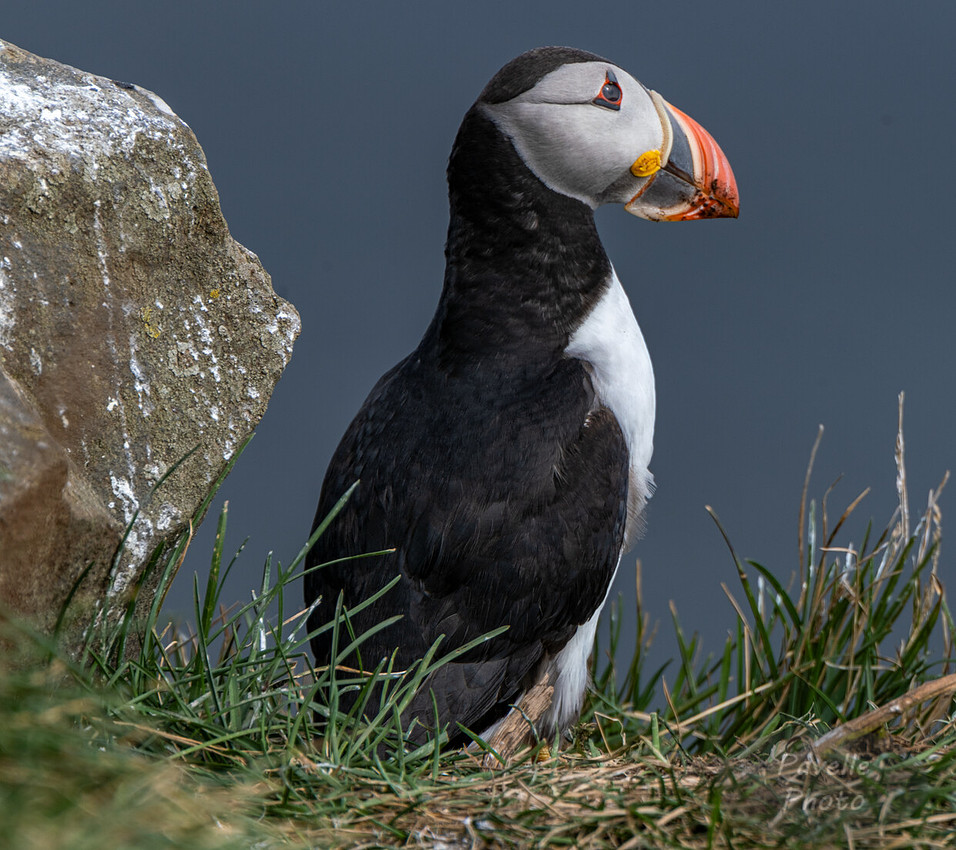 Puffins