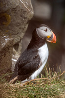 Puffins