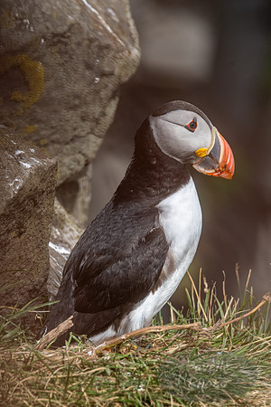 Puffins