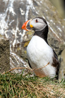 Puffins
