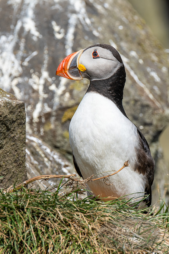 Puffins