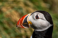 Puffins