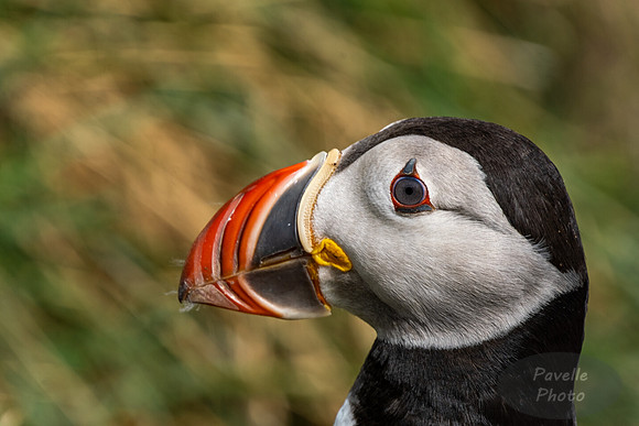 Puffins
