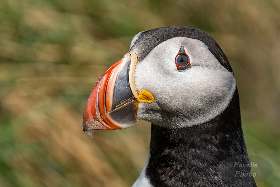 Puffins